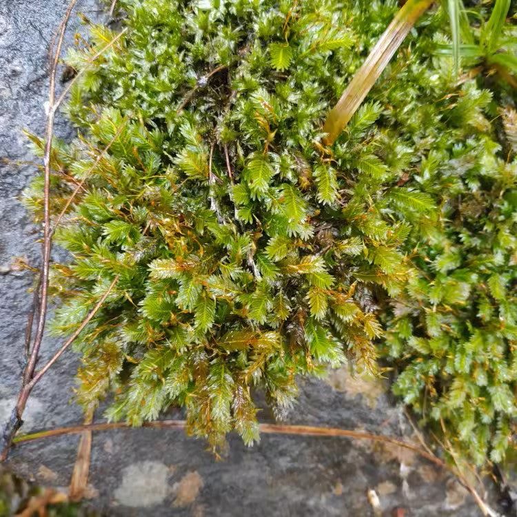 大鳳尾蘚 Phoenix Moss (Fissidens nobilis)：圖片 3