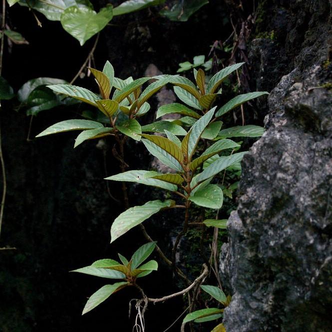 錐序蛛毛苣苔 Paraboea swinhoii (Hance) Burtt