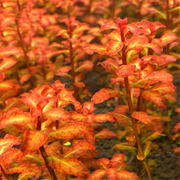 紅唇丁香 Ludwigia Guinea (Ludwigia senegalensis):圖片 2