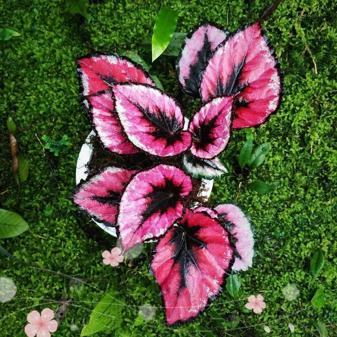 粉斑秋海棠 Begonia sp. (Pink):圖片 3