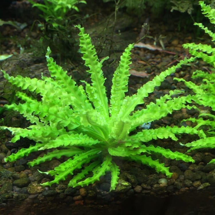 噴泉太陽 Downoi (Pogostemon helferi)