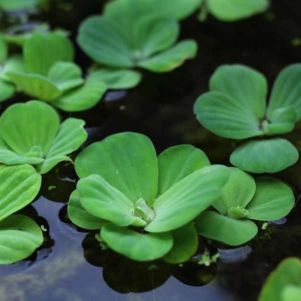 水族箱浮萍 水芙蓉(Pistia stratiotes)水陸缸浮葉植物