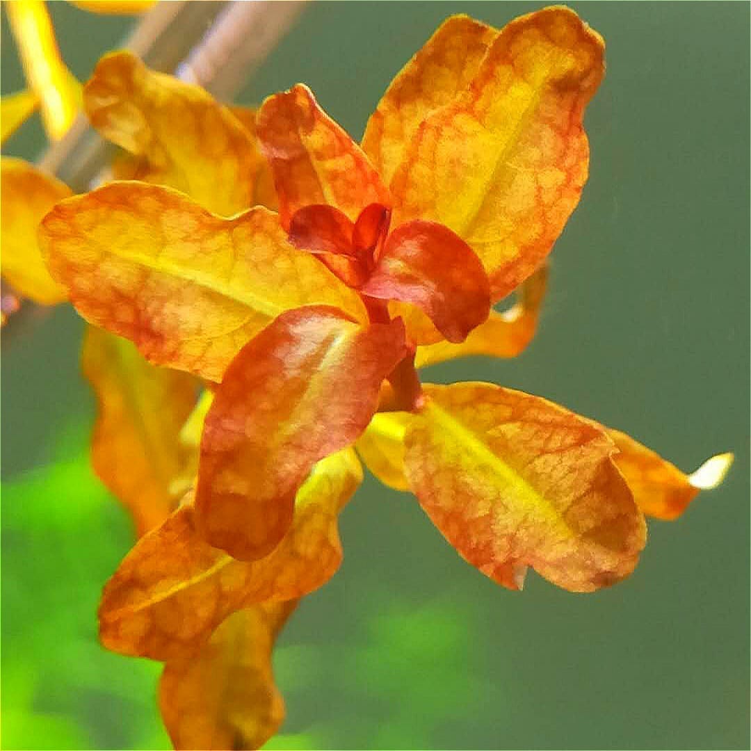紅唇丁香 Ludwigia Guinea (Ludwigia senegalensis):圖片 3
