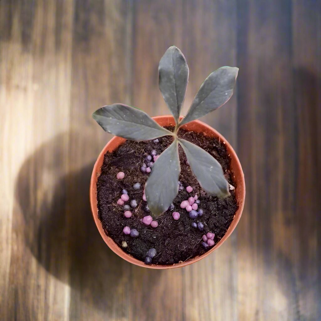 巫蠱百合 Voodoo Lily (Amorphophallus atroviridis)
