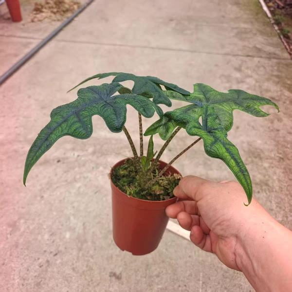 傑克琳海芋 Alocasia Jacklyn (Alocasia sulawesi sp.):圖片 2