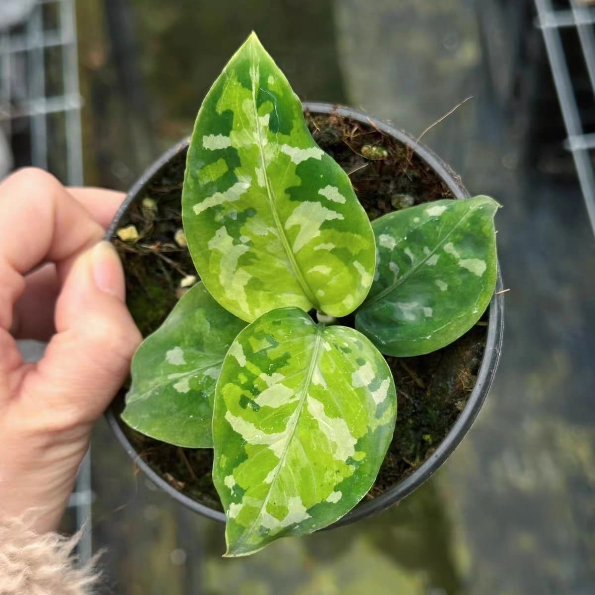 安達曼迷彩粗肋草 Aglaonema pictum tricolor:圖片 2