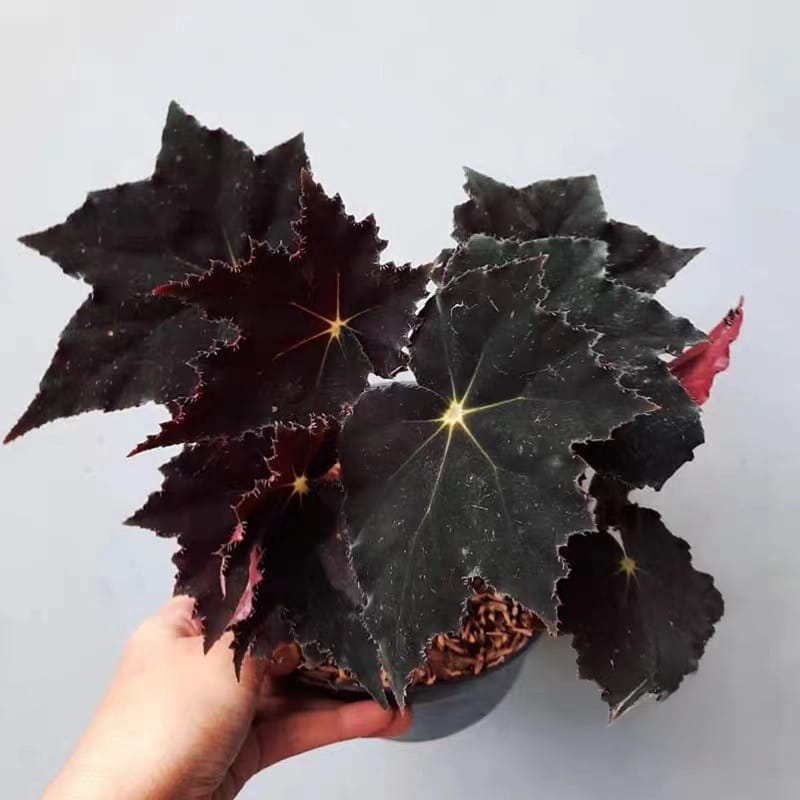 黑天鵝絨秋海棠|Begonia ‘Black Swan Velvet’：圖片 3