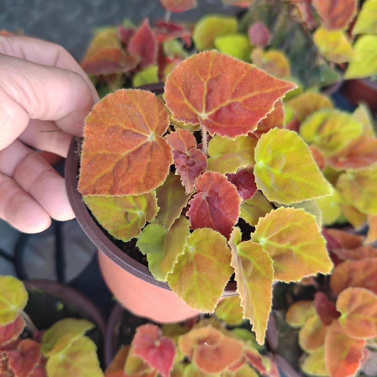 秋之華秋海棠（粉暈銀葉）| Begonia rex hybrid ‘Pink Silver’：圖片 3