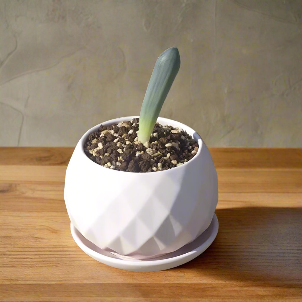 棒葉虎眼 Albuca unifoliata：圖片 2