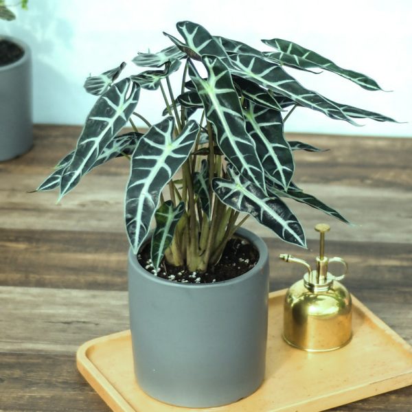 小仙女觀音蓮 Alocasia Bambino Arrow:圖片 2
