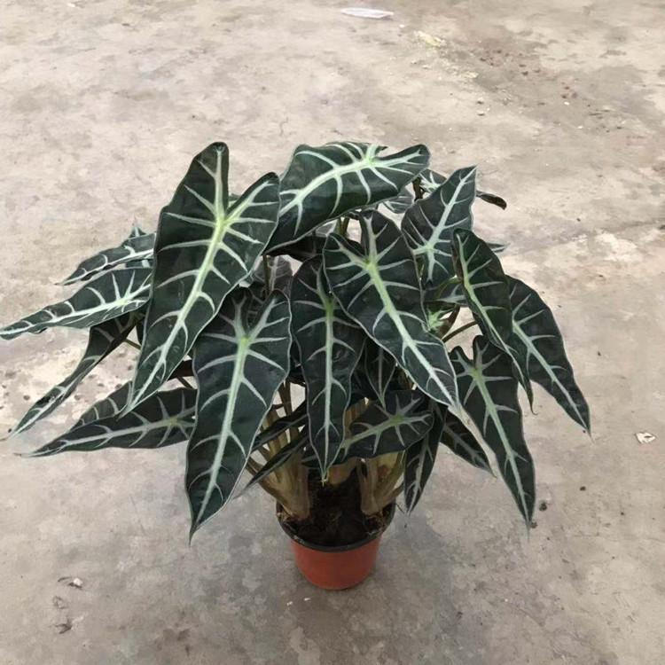 小仙女觀音蓮 Alocasia Bambino Arrow:圖片 4