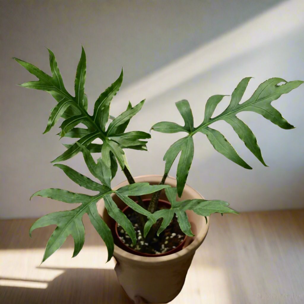 魚骨海芋 Alocasia brancifolia