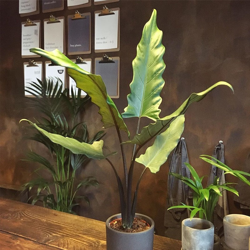 羽葉觀音蓮 Alocasia lauterbachiana:圖片 2