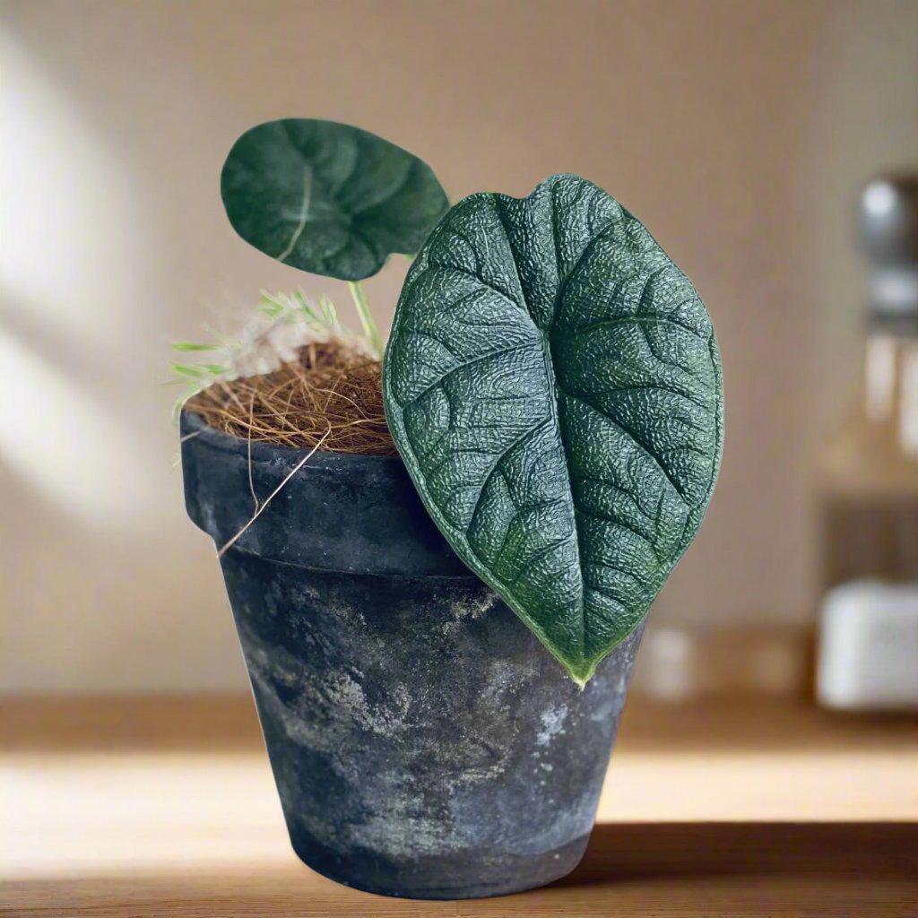 蜜瓜海芋 Alocasia Rugosa (Alocasia melo)