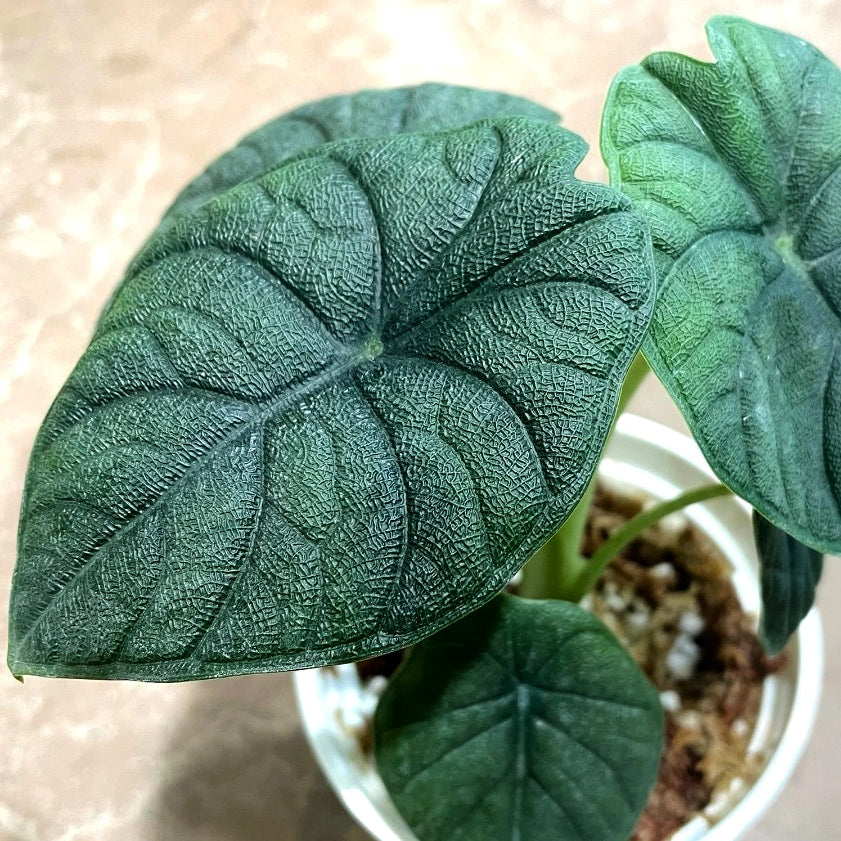 蜜瓜海芋 Alocasia Rugosa (Alocasia melo):圖片 2