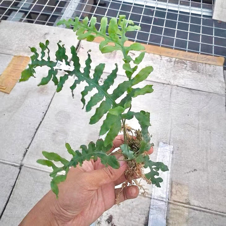 藍蟻蕨 Ant fern (Lecanopteris deparioides):圖片 2