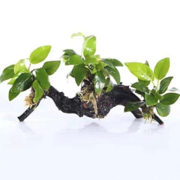 Anubias Nana Golden with driftwood