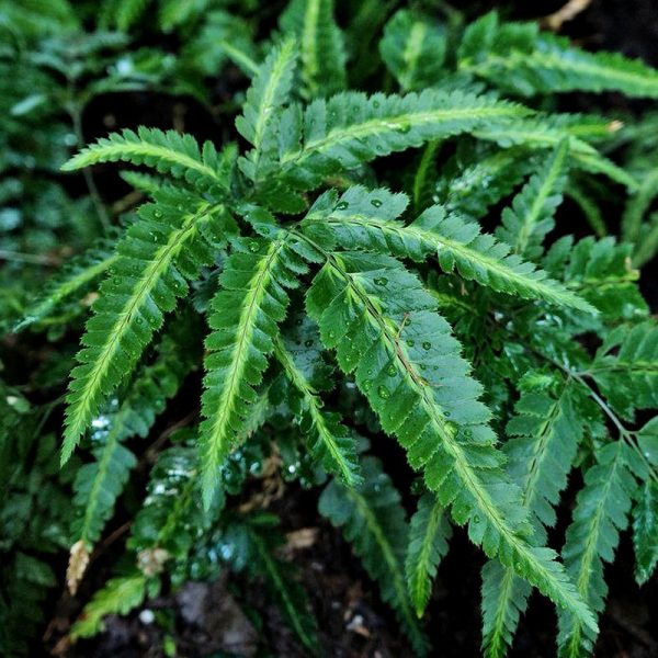 長尾複葉耳蕨 Arachniodes simplicior 'Variegata'