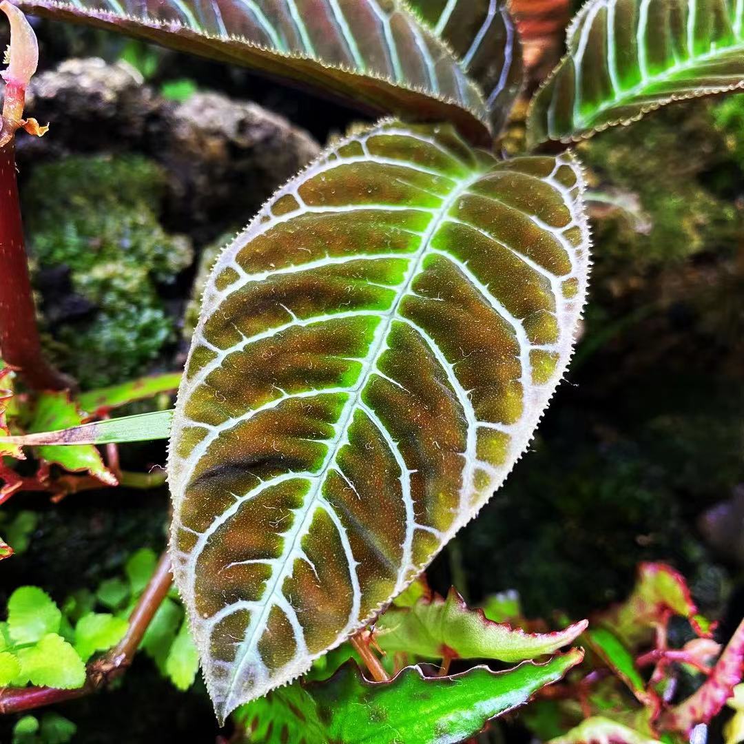走馬胎紫金牛 Ardisia gigantifolia:圖片 3
