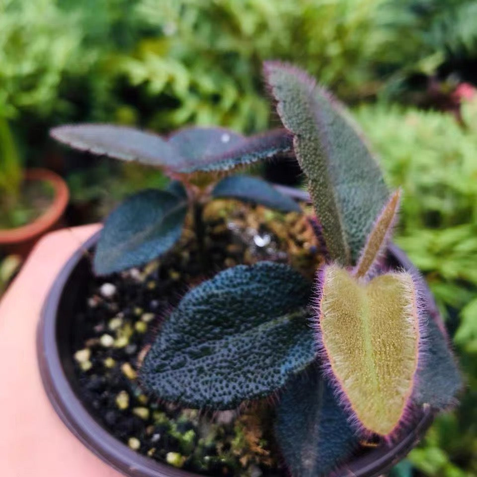 虎舌紅紫金牛 Ardisia mamillata hance:圖片 3