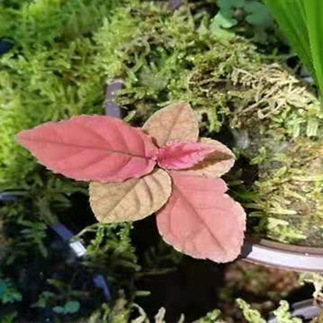 紫金牛 Ardisia sp. (Brown):圖片 2