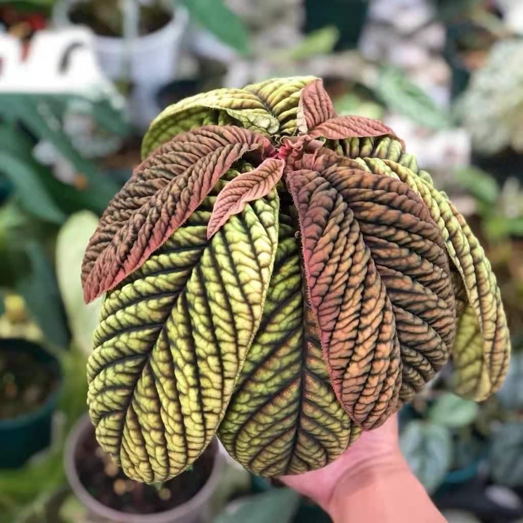 紫金牛 Ardisia sp. Vietnam:圖片 2
