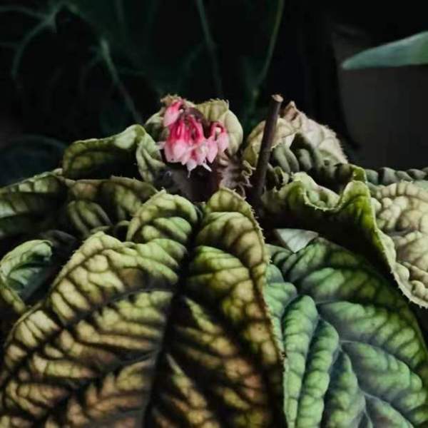 紫金牛 Ardisia sp. Vietnam:圖片 3
