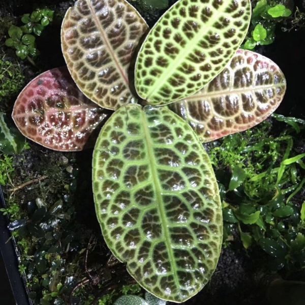 泡泡葉紫金牛 Ardisia sp. turtle back:圖片 3