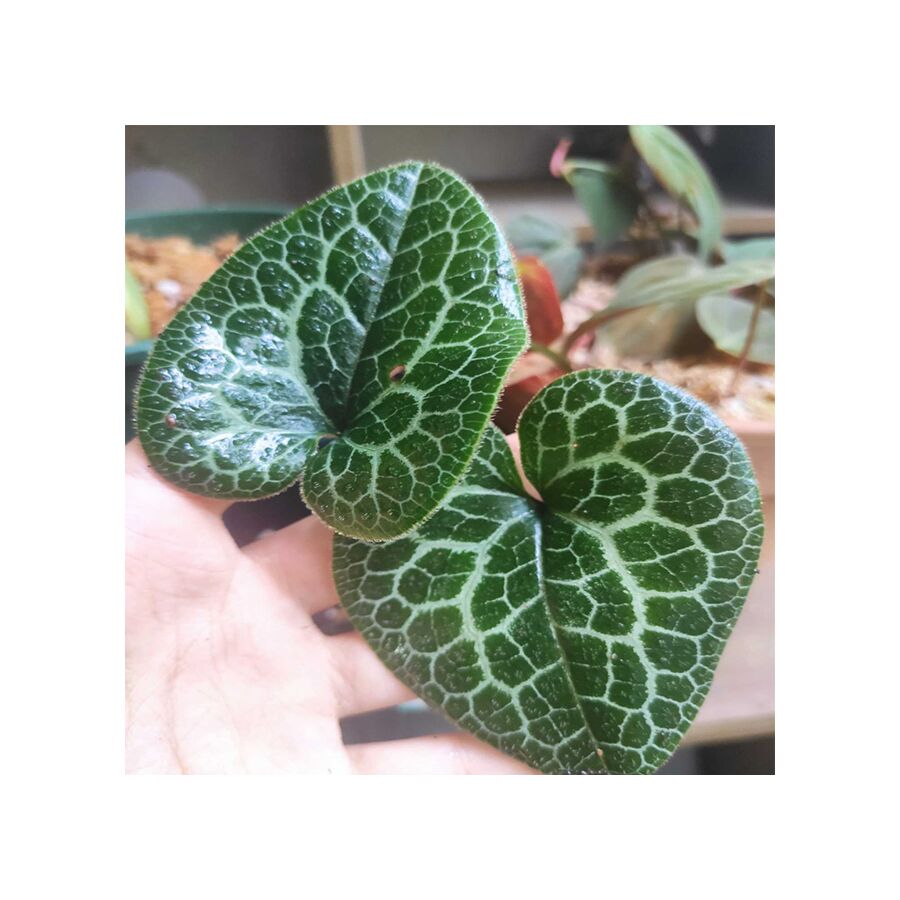 細辛屬 Asarum 'moire' (Asarum sp.)：圖片 2