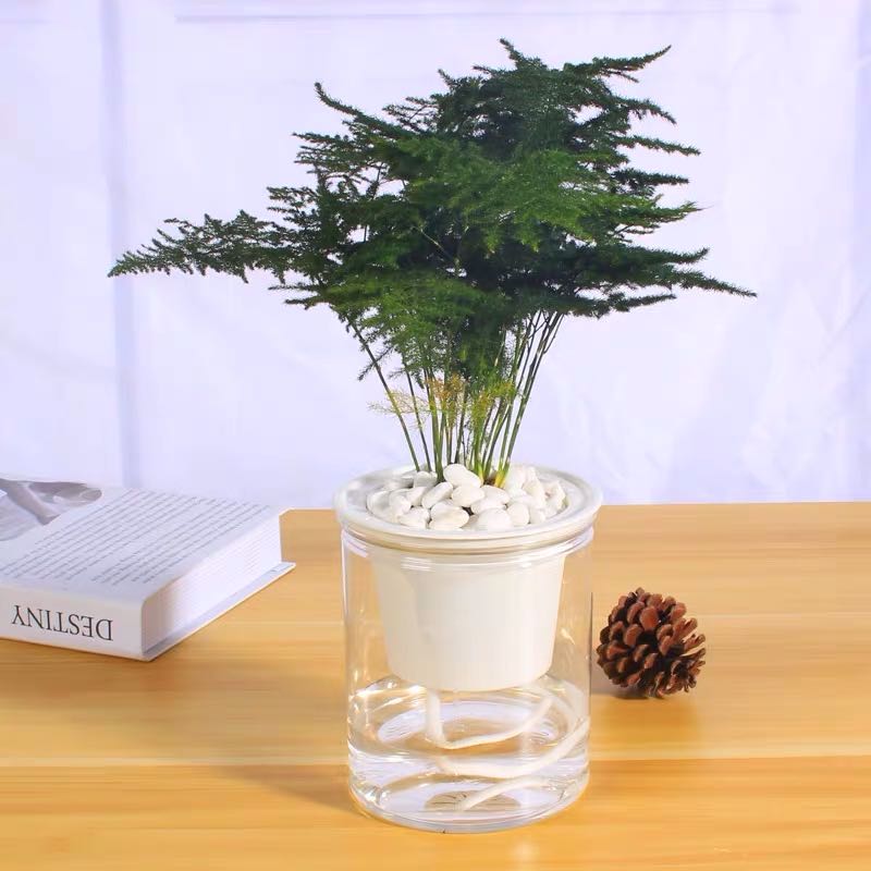 文竹 Asparagus Fern Plumosus (Asparagus setaceus)：圖片 2