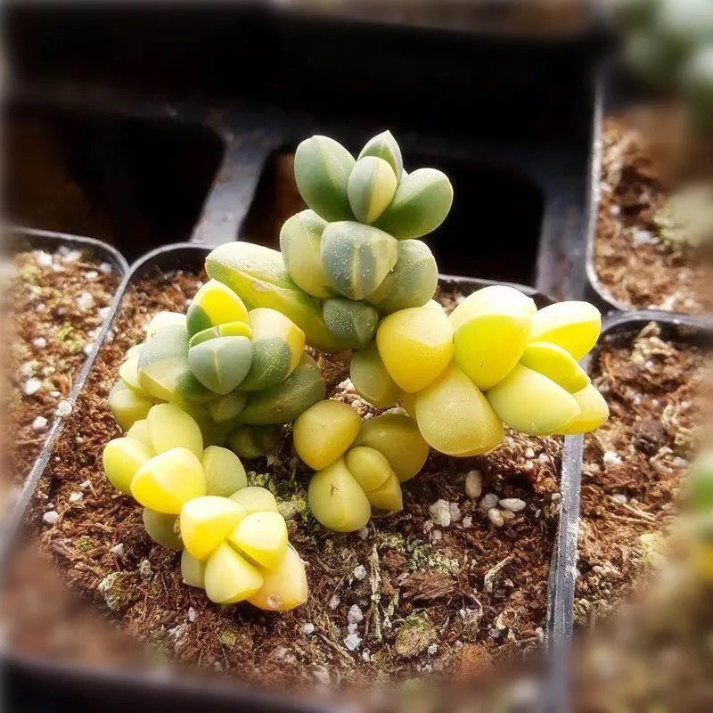 鹿角海棠錦 Astridia velutina var.：圖片 2