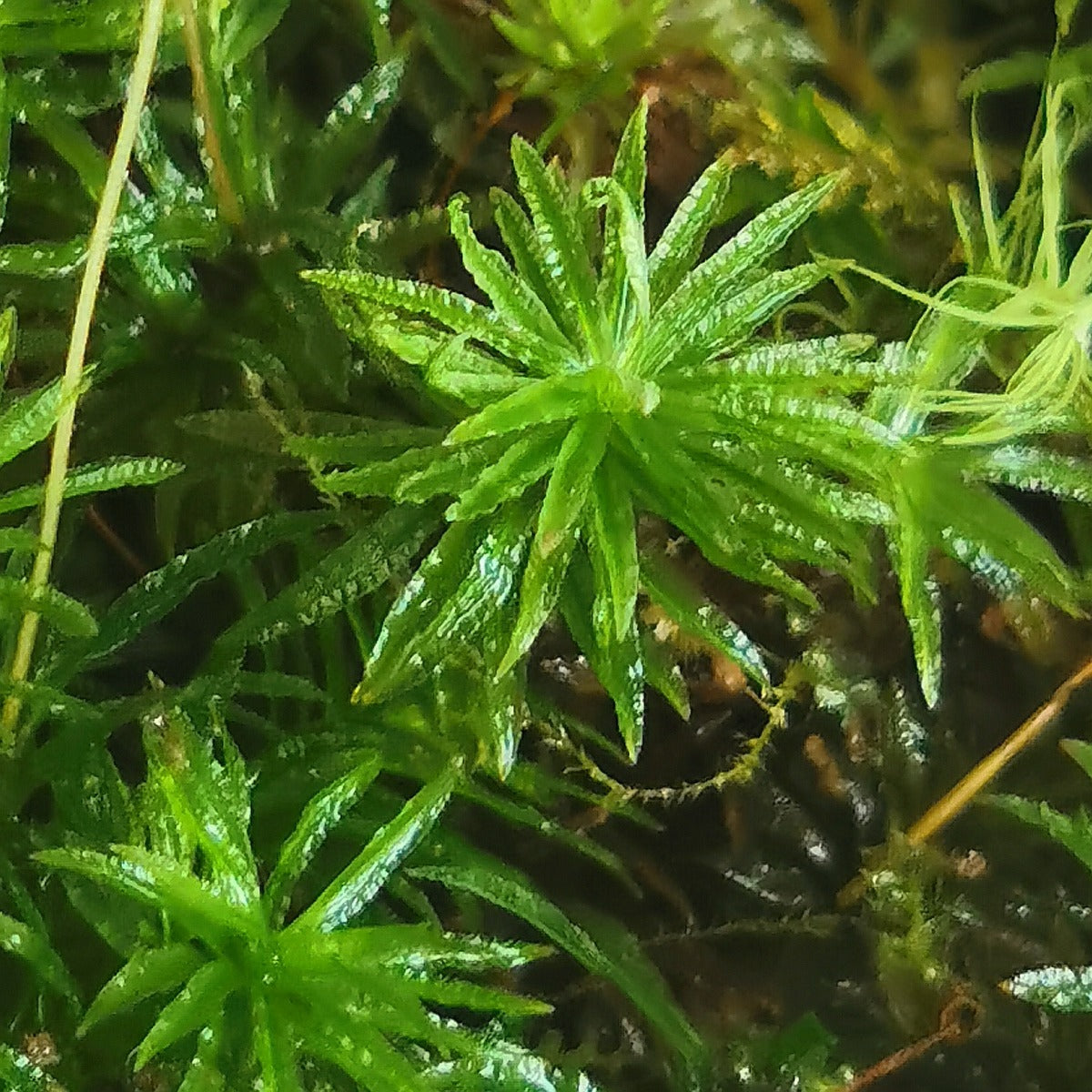 仙鶴蘚 Atrichum undulatum：圖片 3
