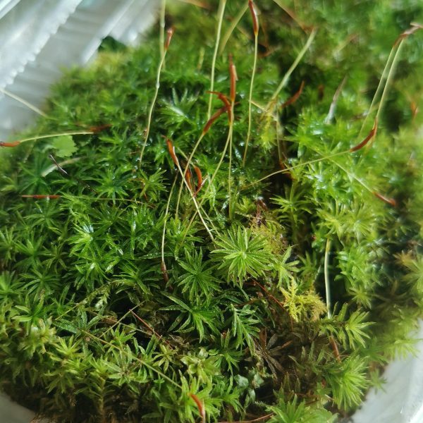 仙鶴蘚 Atrichum undulatum：圖片 5