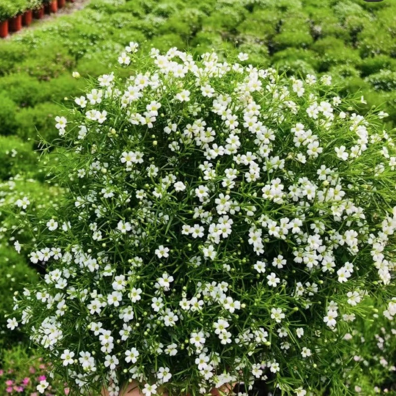 滿天星（應季花卉）