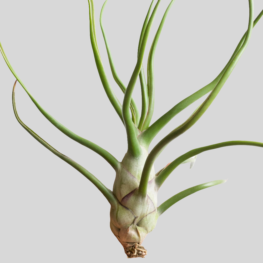 泡狀鐵蘭, 泡狀空鳳 Tillandsia bulbosa：圖片 2