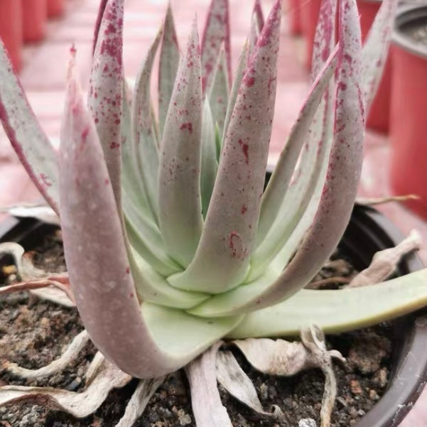 尹靜思仙女杯 Baja liveforever (Dudleya ingens)