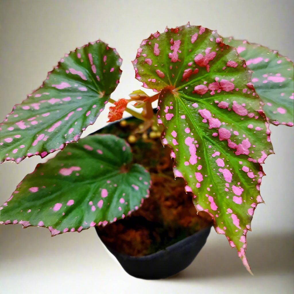 秋海棠 Begonia bengohensis:圖片 2