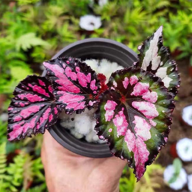 蝶紋秋海棠 Begonia 'Butterfly pattern' (Begonia sp.)：圖片 2