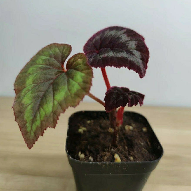 花葉秋海棠 Begonia cathayana:圖片 3