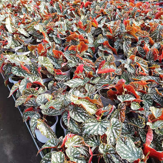 紅花秋海棠 Begonia coccinea:圖片 4