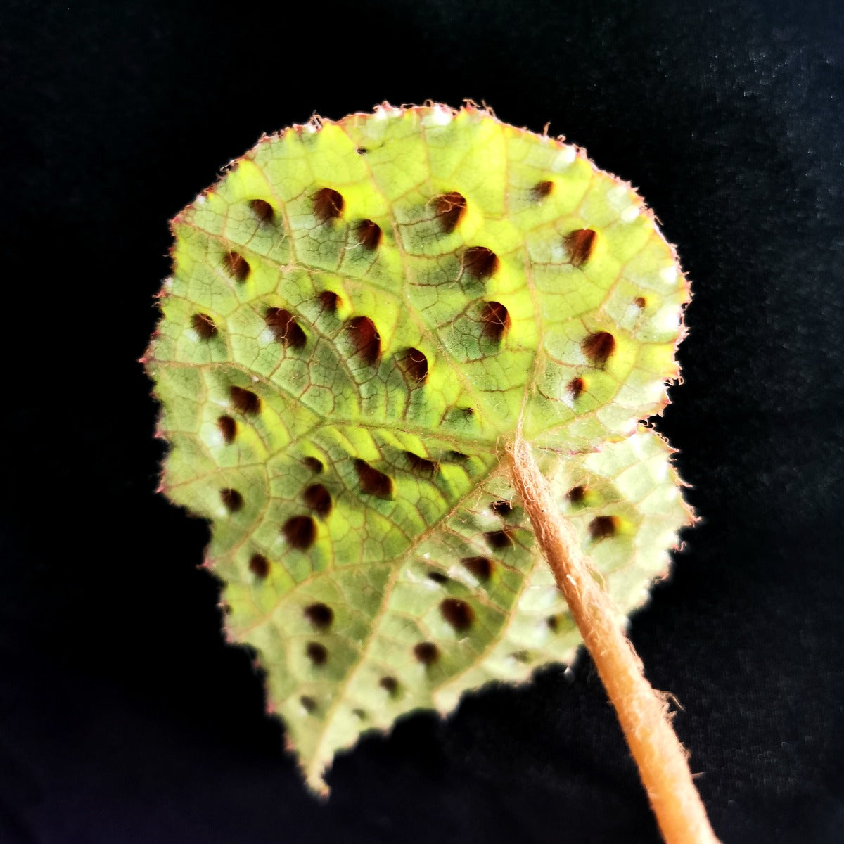 黑泡秋海棠, 黑峰秋海棠 Begonia melanobullata (Vietnam ferox):圖片 3
