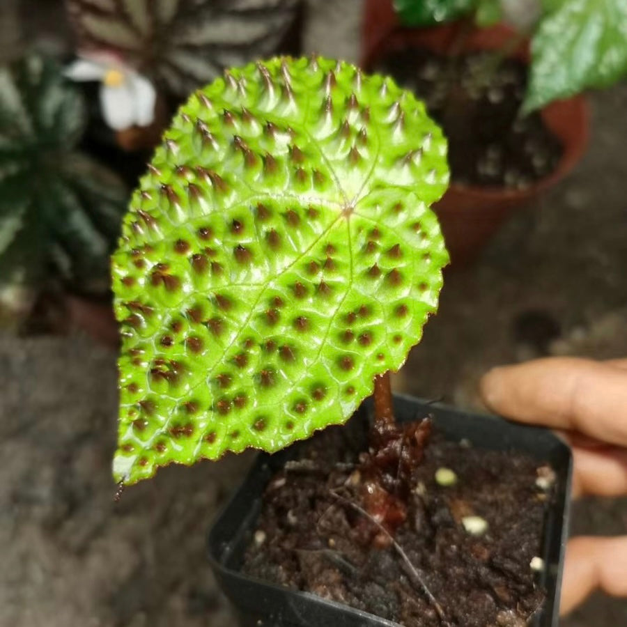 黑泡秋海棠, 黑峰秋海棠 Begonia melanobullata (Vietnam ferox)