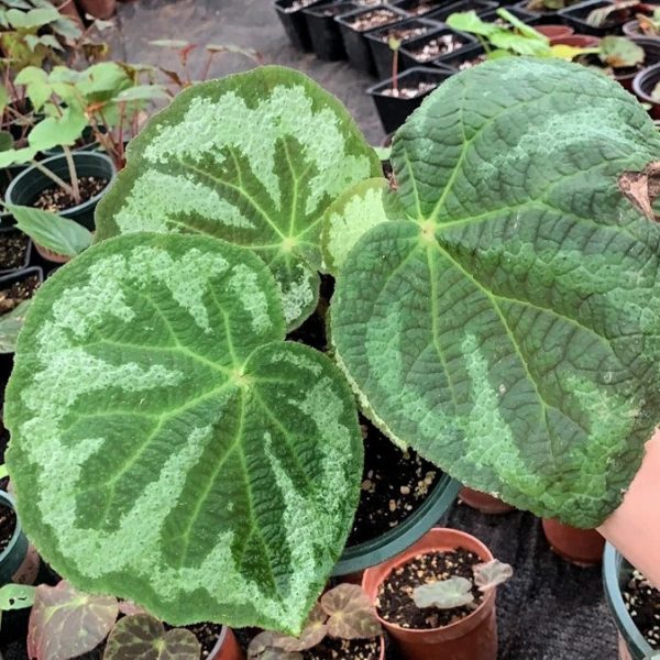 燈果秋海棠 Begonia lanternaria:圖片 2