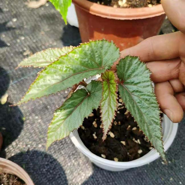 竹節秋海棠 Begonia maculataRaddi：圖片 2