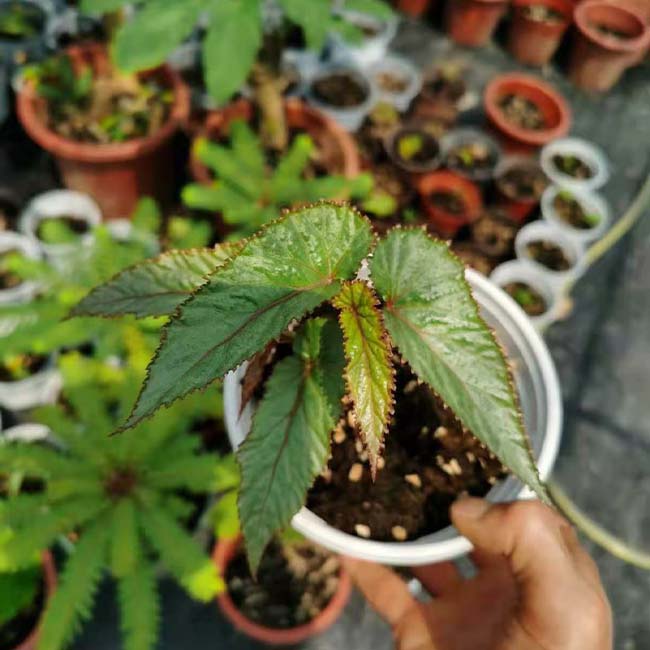 竹節秋海棠 Begonia maculataRaddi：圖片 4