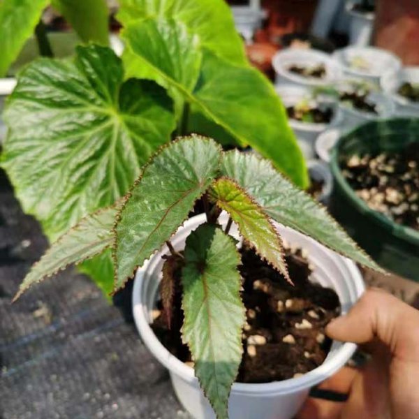 竹節秋海棠 Begonia maculataRaddi：圖片 3