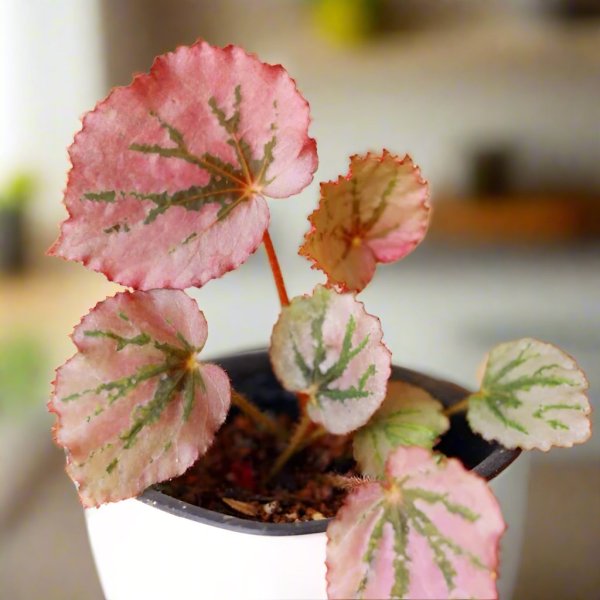 馬丁之謎秋海棠 Begonia 'Martin's Mystery'