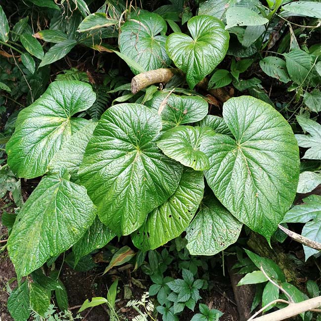 大葉秋海棠 Begonia megalophyllaria C. Y. Wu：圖片 2