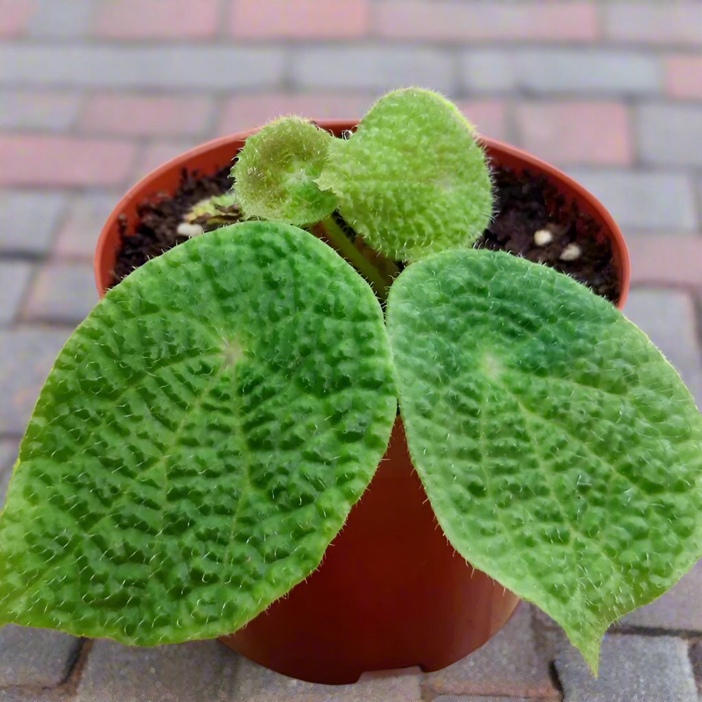微籽秋海棠 Begonia microsperma