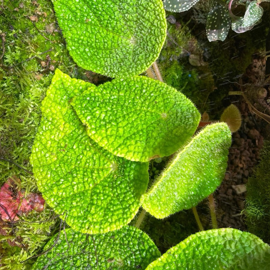 微籽秋海棠 Begonia microsperma：圖片 2